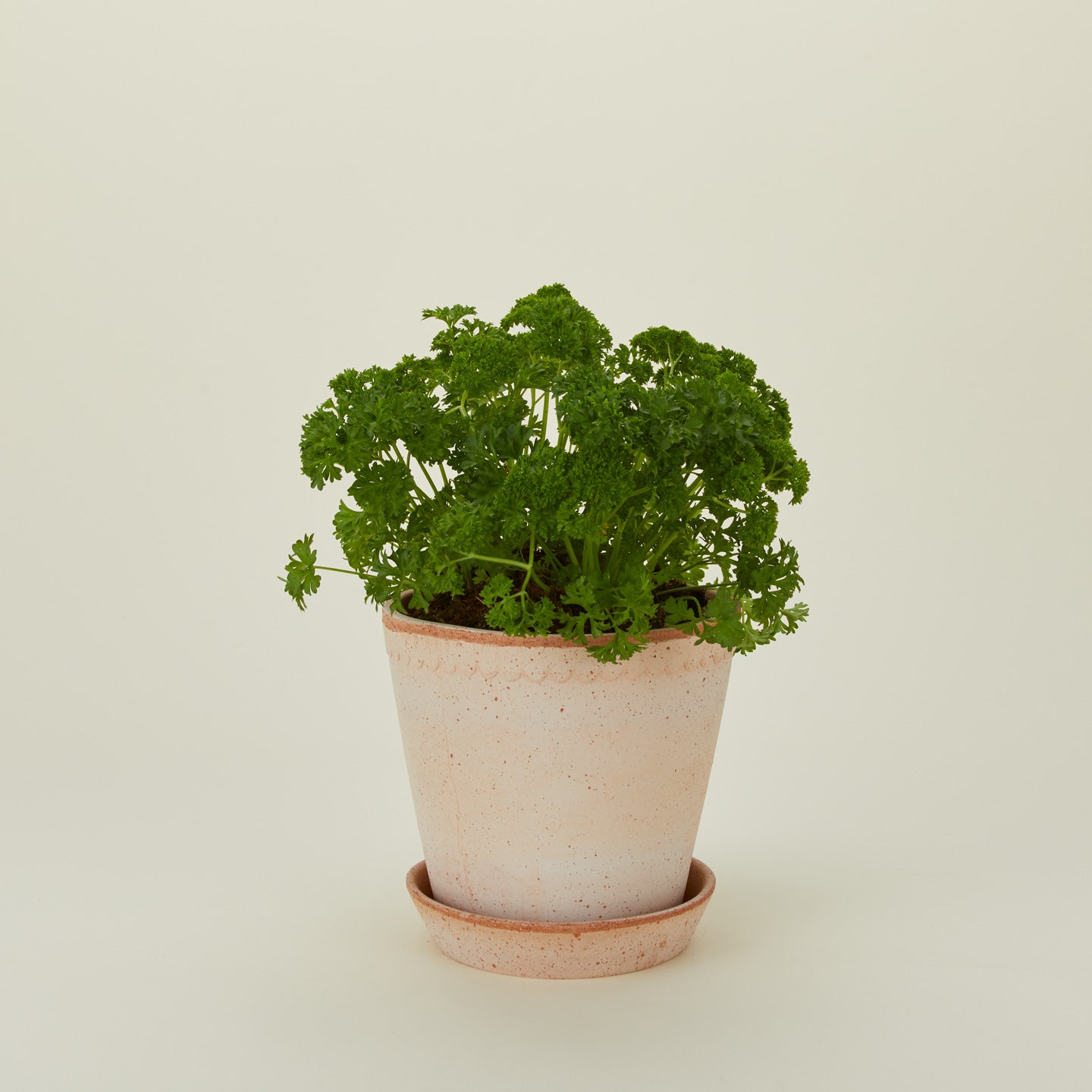 Berg's Potter medium Helena terracotta pot.