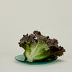 Glass Dinner Plate in Jade, with lettuce.