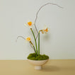 Footed bowl in ivory with moss and daffodils on yellow and white background.