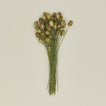 Lovejoy Farms Dried Nigella 