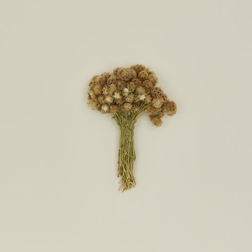 Lovejoy farms Dried Scabiosa Pods