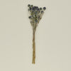 Dried Thistle