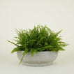 Footed Bowl Planter - Fiber Cement