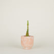 Footed Planter - Terracotta